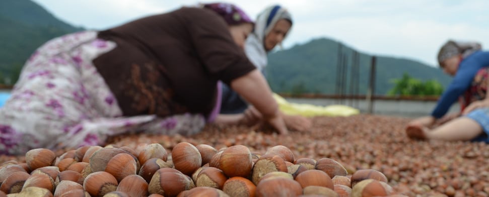 Haselnuss-Export beschert der Türkei so viele Einnahmen wie nie zuvor