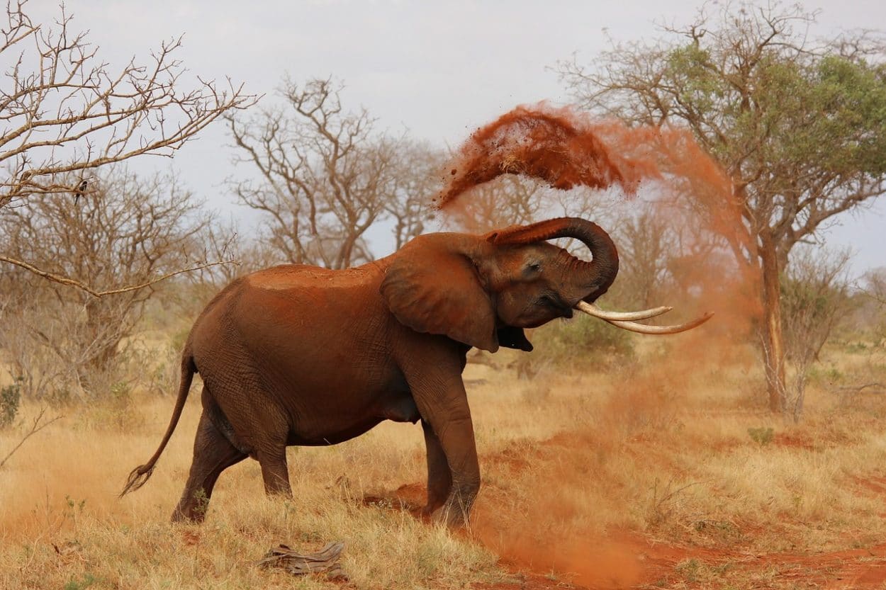 Der Elefant, der mir den Neuanfang lehrte