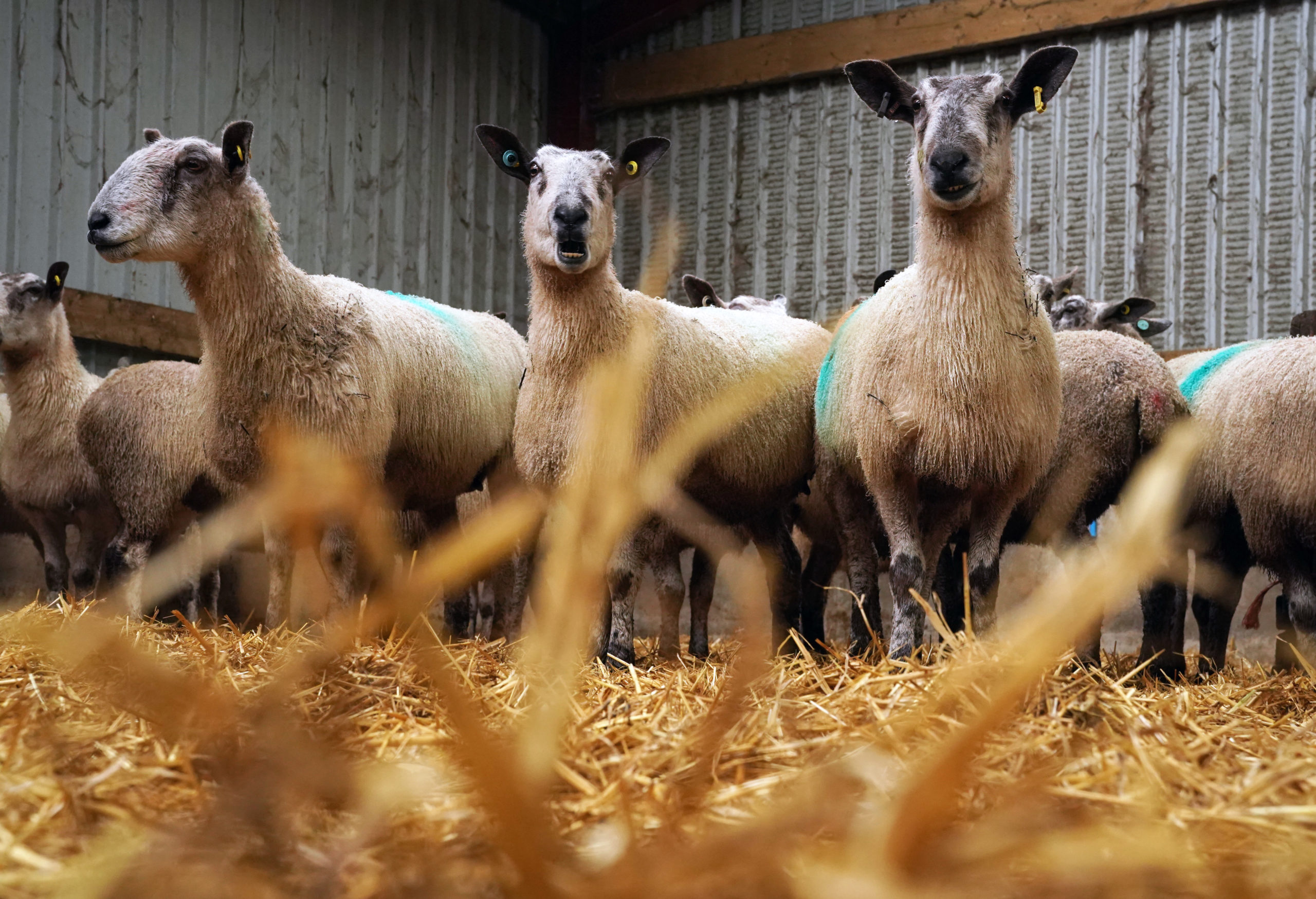 Halal-Urteil: EU-Staaten dürfen Betäubung vorschreiben