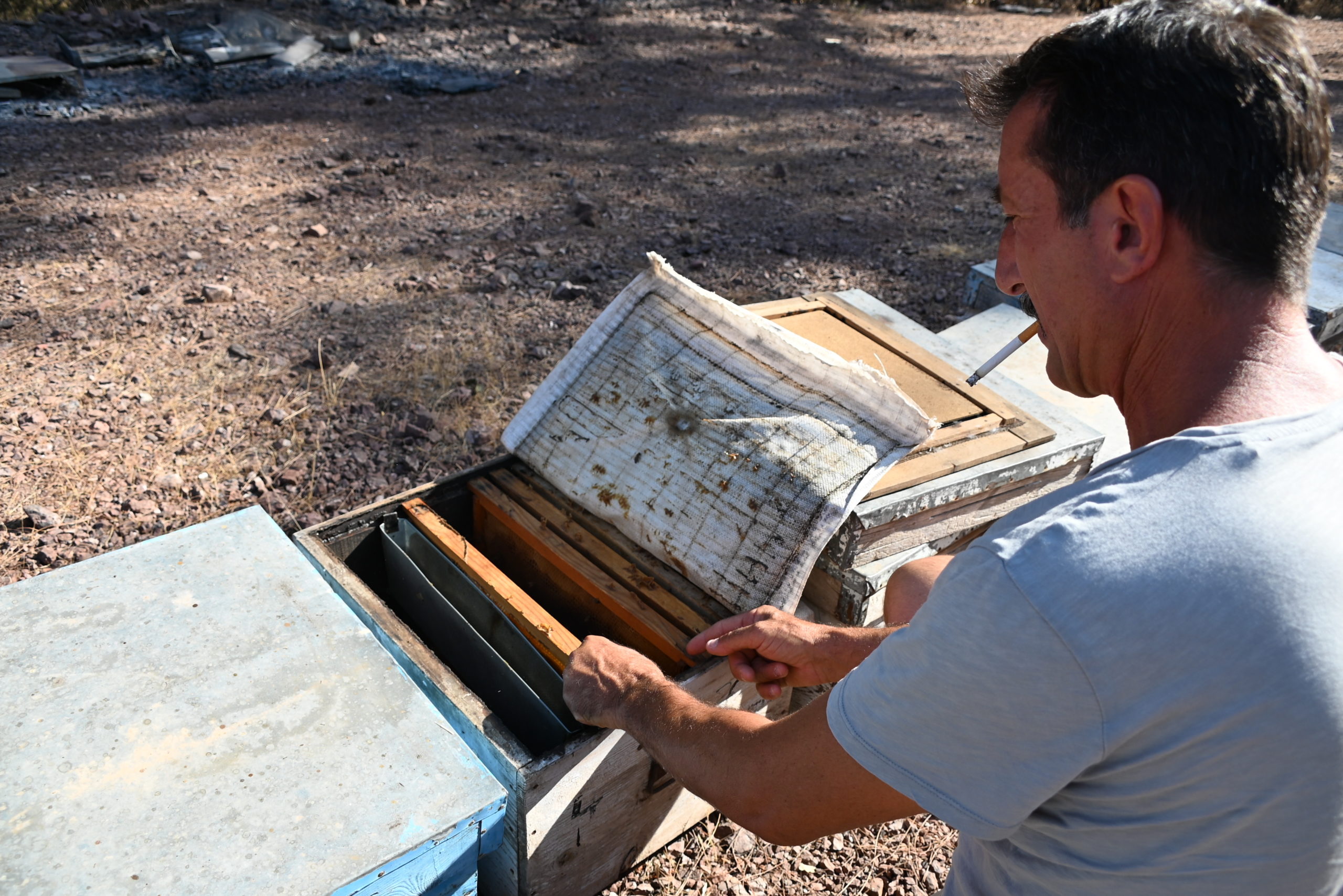 Tote Bienen, tote Pinien: Türkische Imker verzweifeln nach Bränden