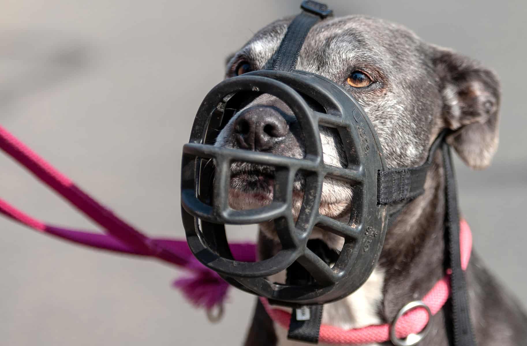 Türkei: Wegen neuer Regelung setzen viele ihre Kampfhunde aus