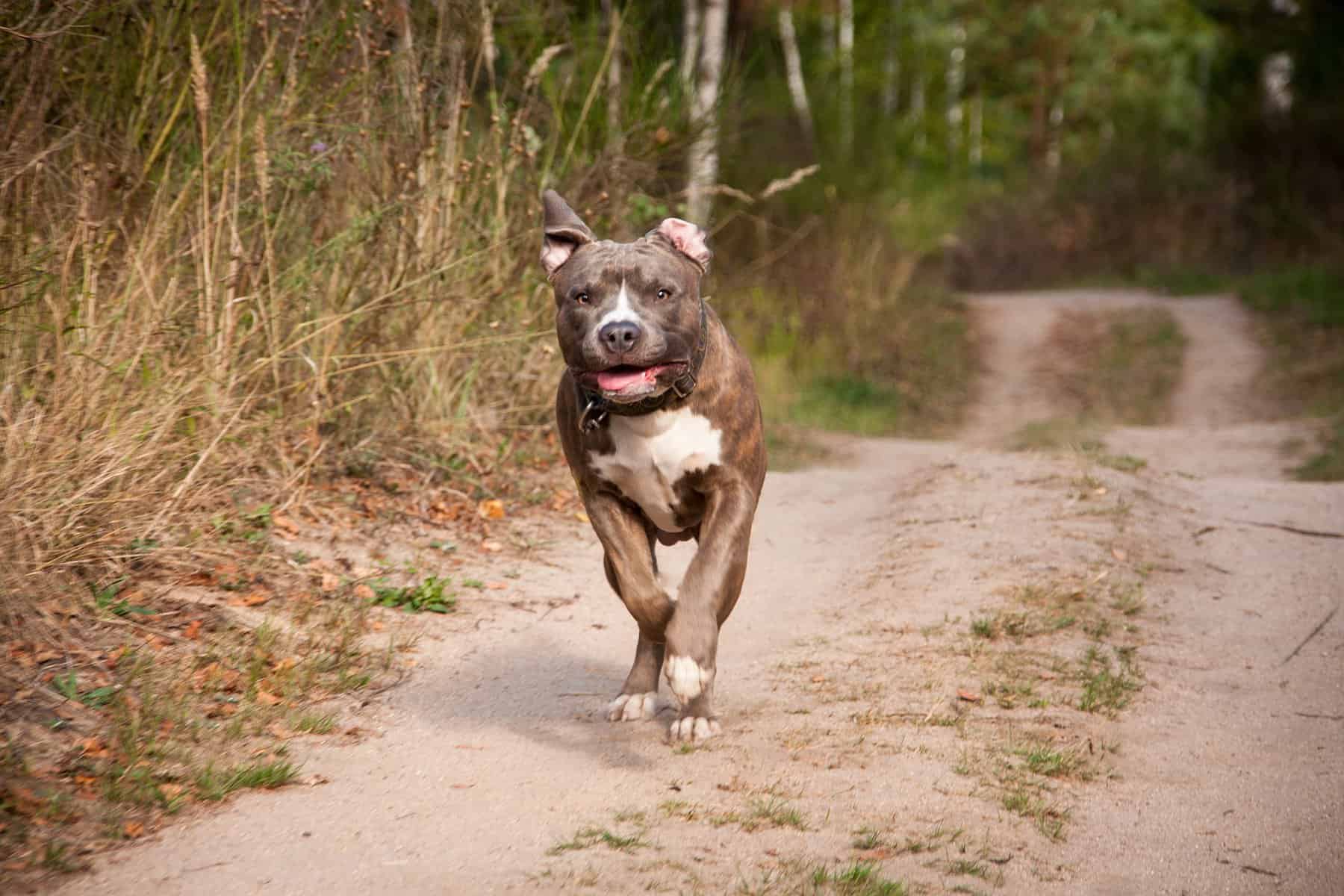 Wie Pitbulls eine Kulturdebatte in der Türkei auslösen