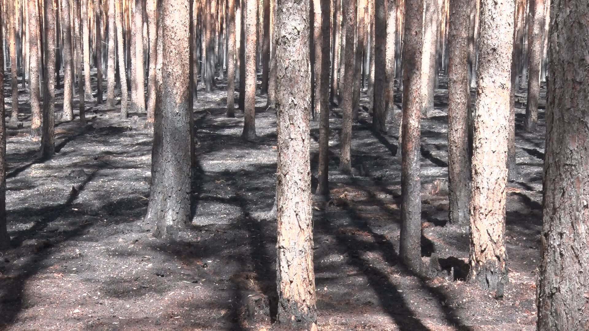Waldbrände in der Türkei und Nordzypern außer Kontrolle