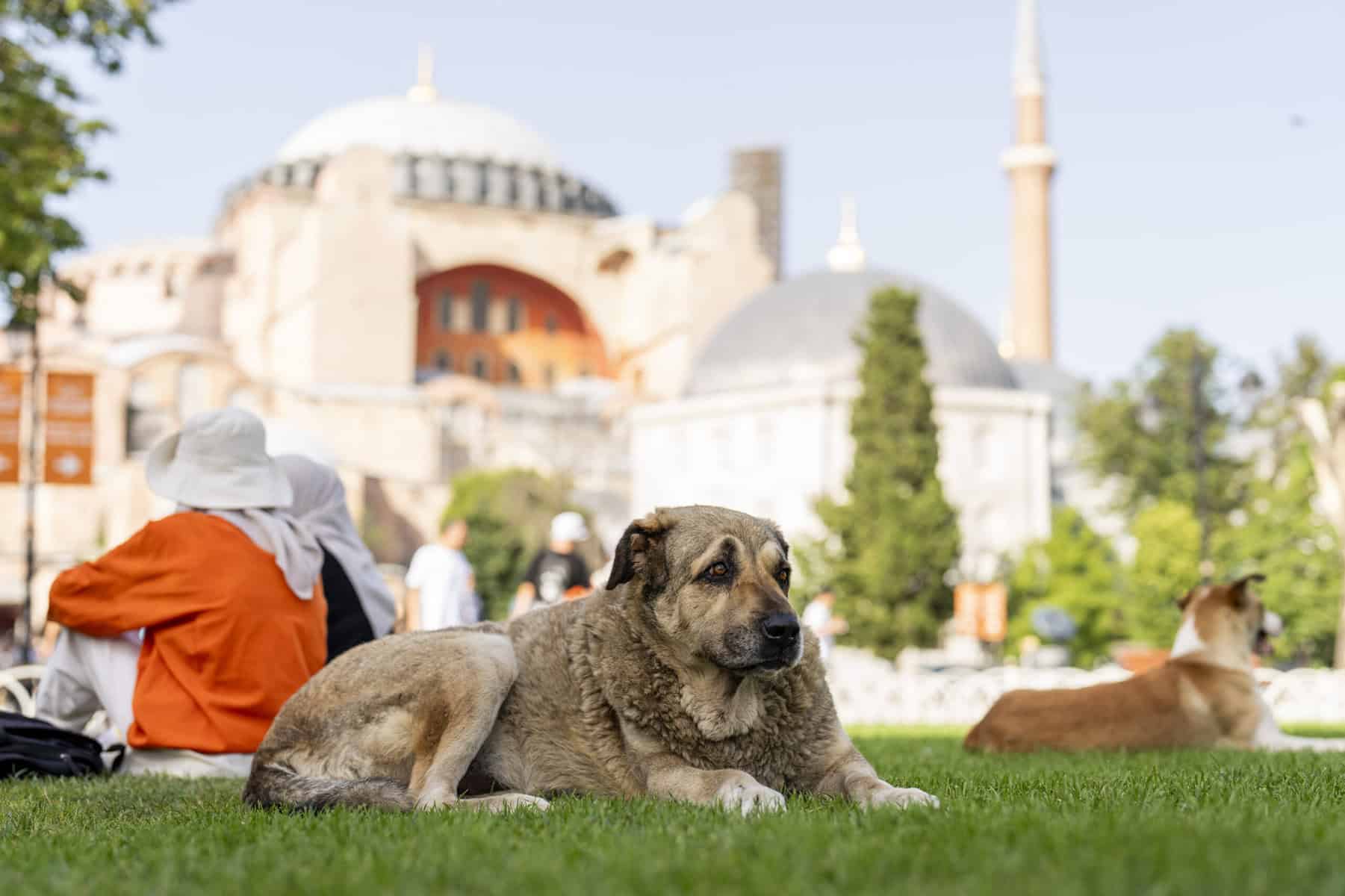 Gegen Einschläferung von Straßenhunden: Proteste in der Türkei dauern an