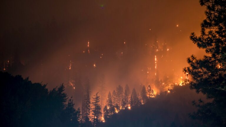 Gefährliche Glut: Warum Waldbrände mehr als nur Asche hinterlassen