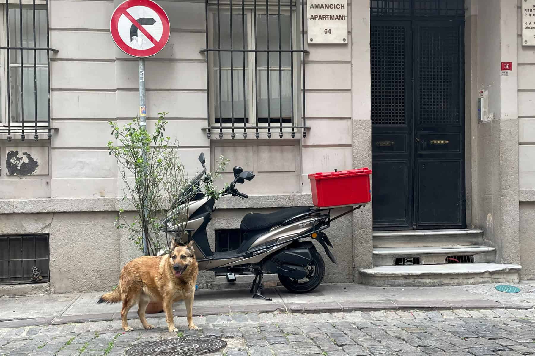 Tierschützer alarmiert: Will die Türkei Tausende Hunde einschläfern lassen?