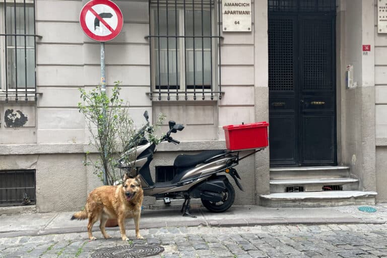 Türkische Opposition klagt gegen umstrittenes Straßenhundegesetz