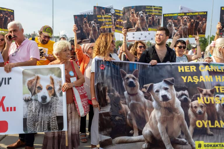 Neuer Skandal um Straßenhunde in der Türkei